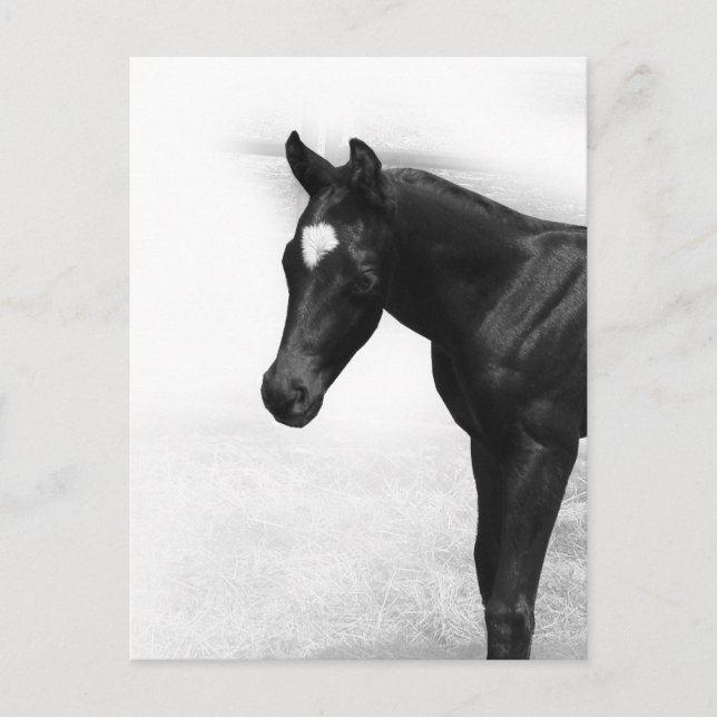 Schwarzer Foal Postkarte (Vorderseite)