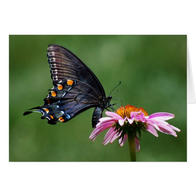 Schwarzer Frack-Schmetterling auf Coneflower (Vorderseite (Horizontal))