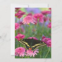 Schwarzer Frack-Schmetterling auf dunkler rosa