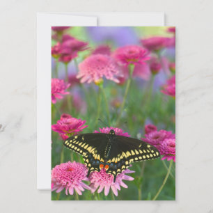 Schwarzer Frack-Schmetterling auf dunkler rosa Dankeskarte