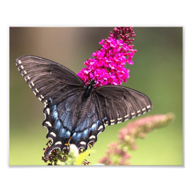 Schwarzer Frack-Schmetterling Fotodruck (Vorne)