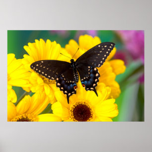 Schwarzer Frackschmetterling Poster