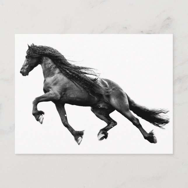 Schwarzer Friesianhengst - Pommes Frites Postcard Postkarte (Vorderseite)