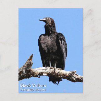 Schwarzer Geier Postkarte
