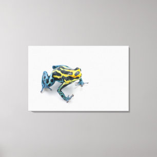 Schwarzer, gelber und blauer Gift-Pfeil-Frosch Leinwanddruck