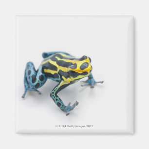 Schwarzer, gelber und blauer Gift-Pfeil-Frosch Magnet