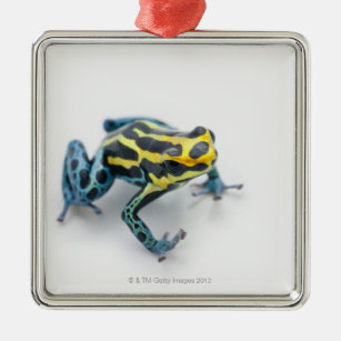Schwarzer, gelber und blauer Gift-Pfeil-Frosch Ornament Aus Metall