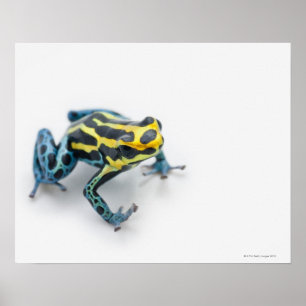 Schwarzer, gelber und blauer Gift-Pfeil-Frosch Poster