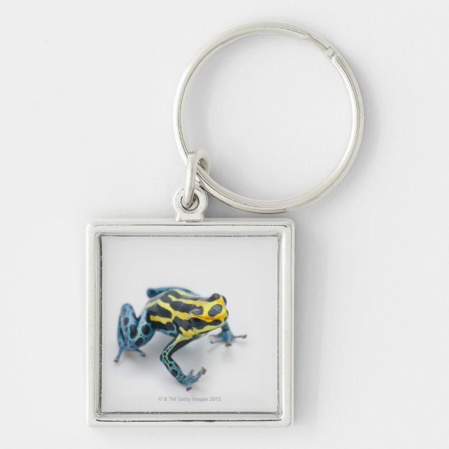 Schwarzer, gelber und blauer Gift-Pfeil-Frosch Schlüsselanhänger (Vorne)