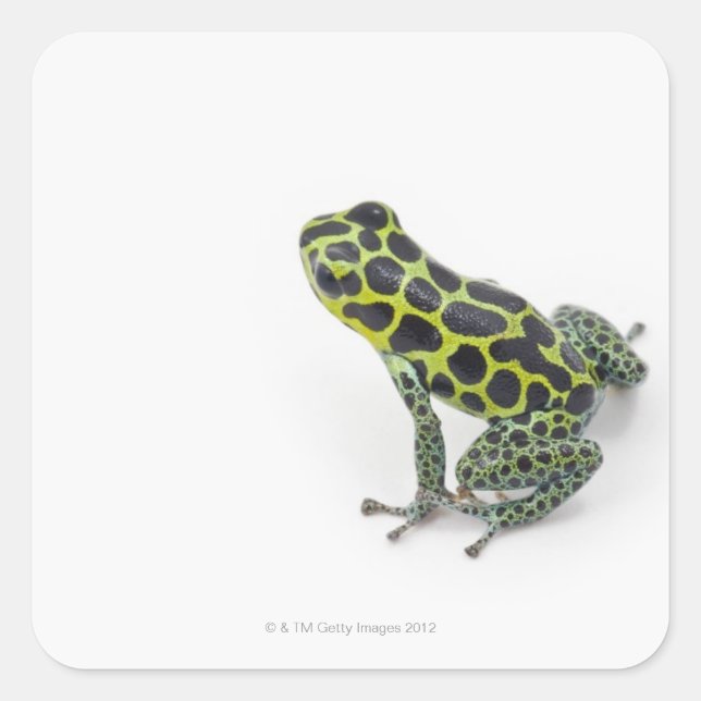 Schwarzer Gepunktet-grüner Gift-Dart-Frosch Quadratischer Aufkleber (Vorderseite)