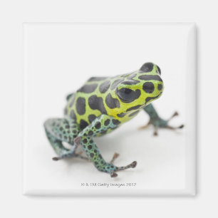 Schwarzer gepunkteter grüner Gift-Pfeil-Frosch Magnet