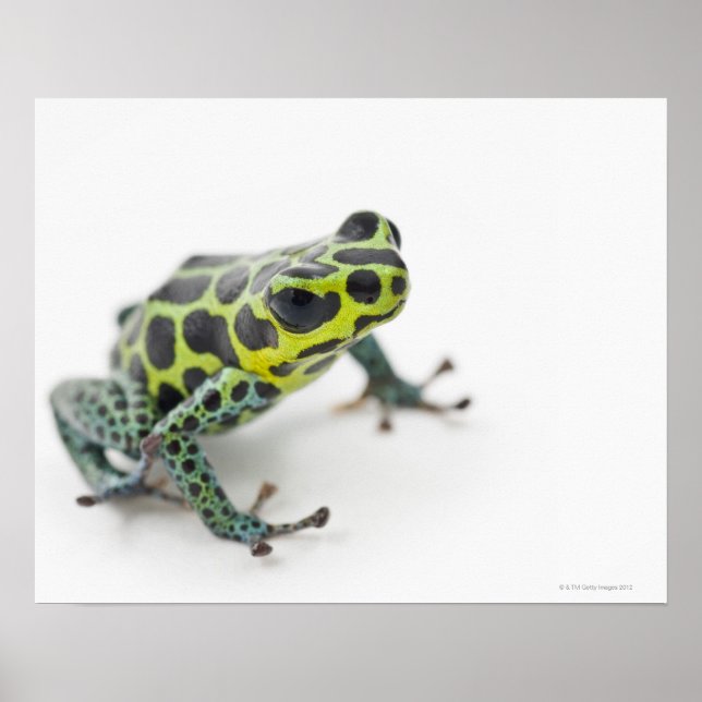 Schwarzer Gepunkteter Grüner Giftfrosch (Ranitomey Poster (Vorne)
