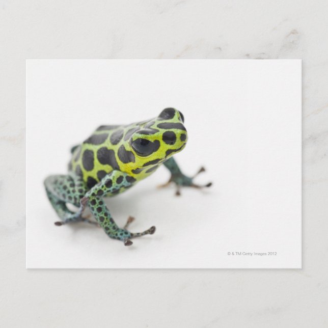 Schwarzer Gepunkteter Grüner Giftfrosch (Ranitomey Postkarte (Vorderseite)
