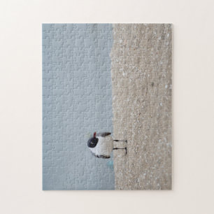 Schwarzer Gull Beach Shorebird
