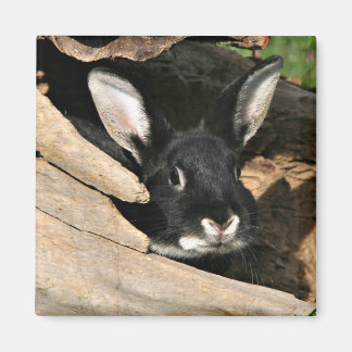 Schwarzer Hase im Holz Magnet