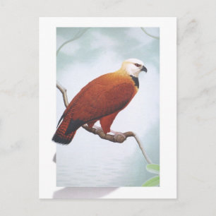 Schwarzer Hawk Postkarte