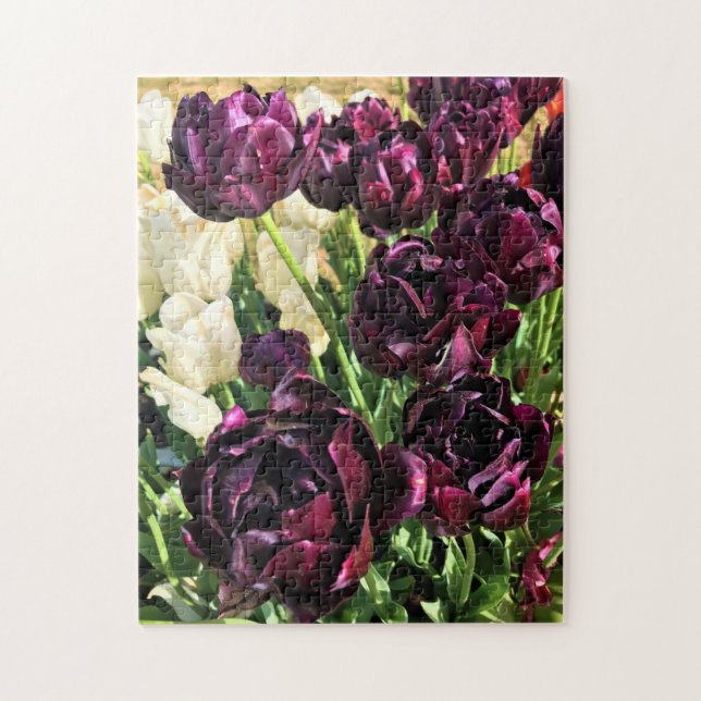Schwarzer Held Tulips, Oregon (Vertikal)