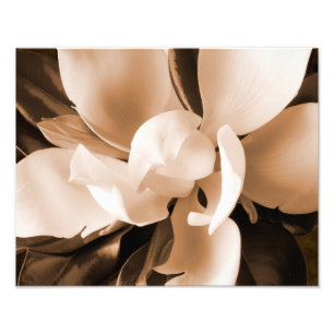 Schwarzer Hintergrund der weißen Magnolischen Blu Fotodruck