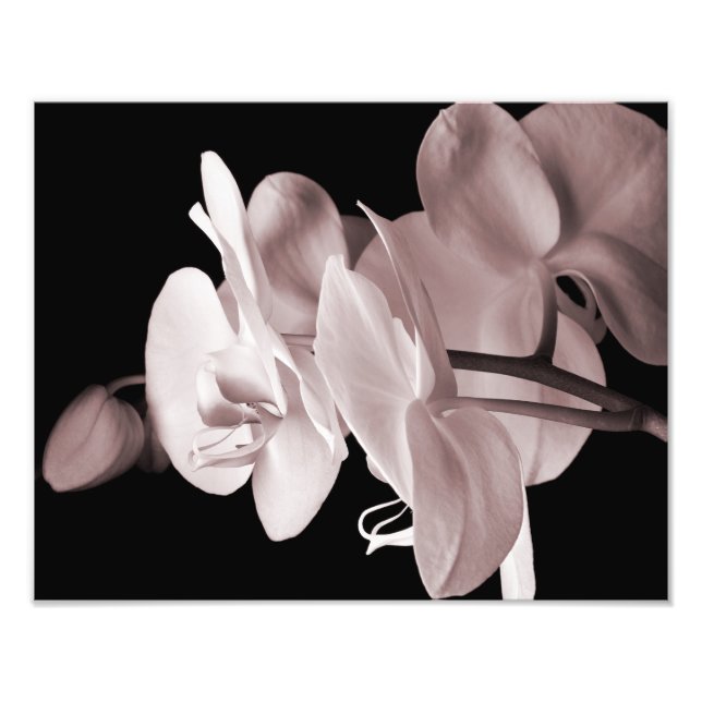 Schwarzer Hintergrund der weißen Orchideen-Blume A Fotodruck (Vorne)