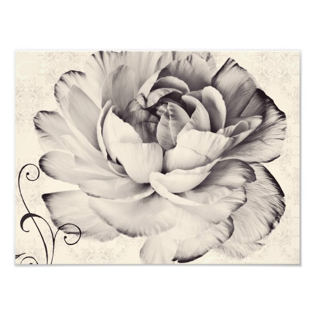 Schwarzer Hintergrund der weißen Ranunculus-Blume Fotodruck (Vorne)
