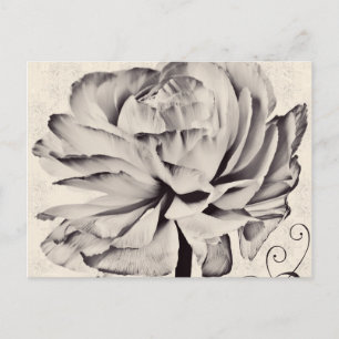 Schwarzer Hintergrund der weißen Ranunculus-Blume Postkarte