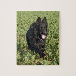 Schwarzer Hund