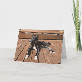 Schwarzer Hund, der auf einem kleinen kleinen Hund Karte