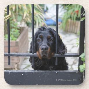 Schwarzer Hund hinter dem Zaun, Bretagne, Getränkeuntersetzer