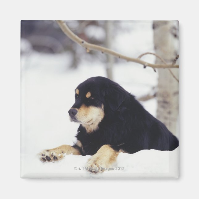 Schwarzer Hund liegt im Schnee Magnet (Vorne)