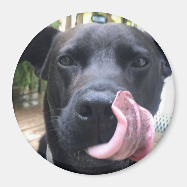 Schwarzer Hund Magnet (Vorne)