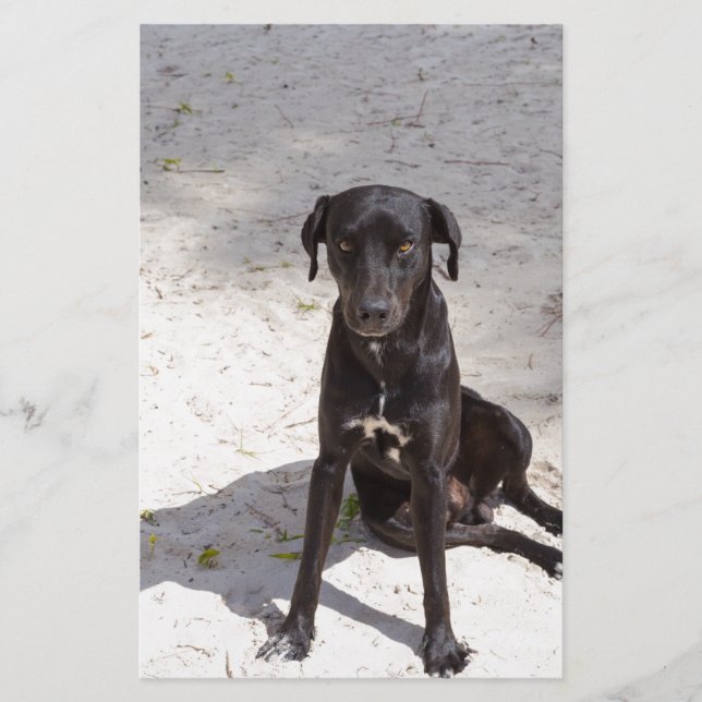 Schwarzer Hund mit bösen Augen Briefpapier (Vorderseite)