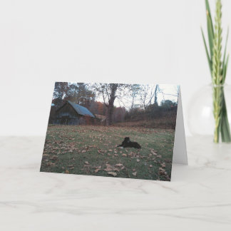 Schwarzer Hund von Herbstscheune Grußkarte Karte