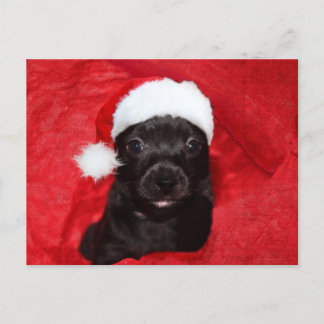 Schwarzer Hundehund Weihnachten