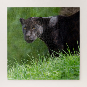 Schwarzer Jaguar, der das Licht besitzt