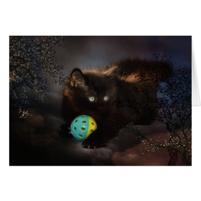 Schwarzer Jellybarsch (Vorderseite (Horizontal))