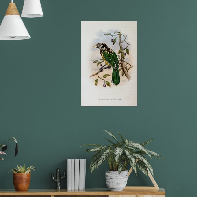 Schwarzer Katzenvogel von John Gould Poster (Wohnzimmer 1)