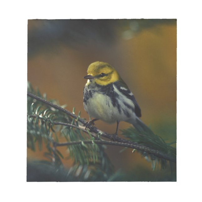 Schwarzer Kehlkopfgrasmücken Notizblock (Vorderseite)