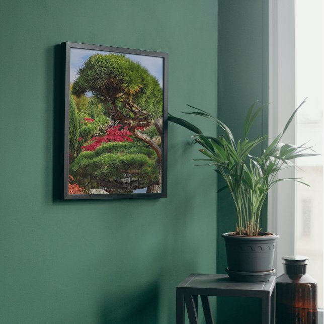Schwarzer Kiefernbaum und roter japanischer Ahorn Fotodruck (In Situ Framed)