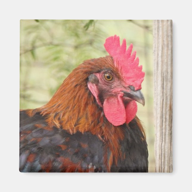Schwarzer Koran-Maran-Rooster Magnet (Vorne)