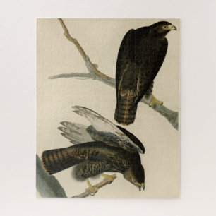 Schwarzer Krieger (Rotschwanzfalken) von Audubon-V