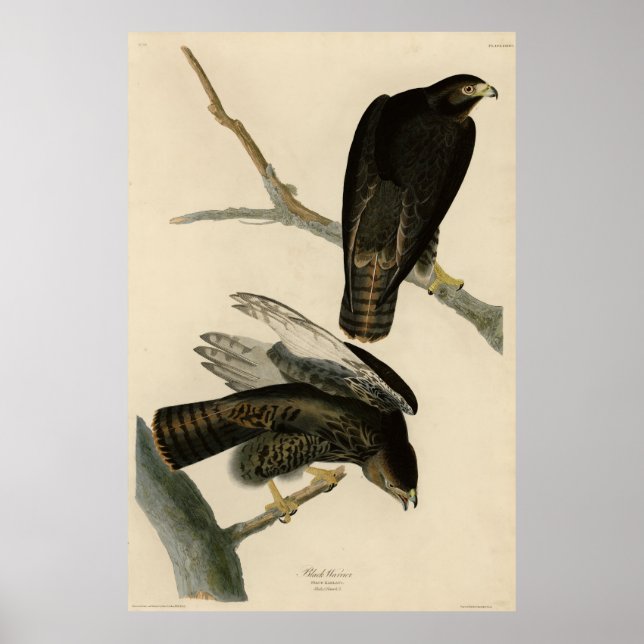 Schwarzer Krieger (Rotschwanzfalken) von Audubon-V Poster (Vorne)