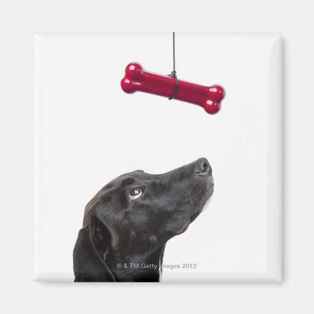 Schwarzer Lab gemischter Hund mit rotem Hundeknoch Magnet (Vorne)