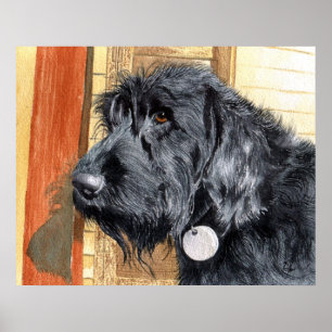Schwarzer Labradoodle #1 Druck Poster