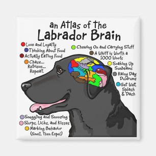 Schwarzer Labrador-Gehirn-Atlas Magnet