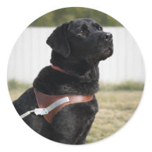 Schwarzer Labrador Guide Dog Abschluss Envelope Si