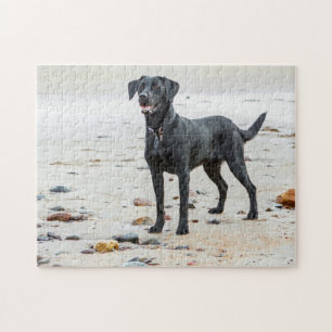Schwarzer Labrador Hund am Strand