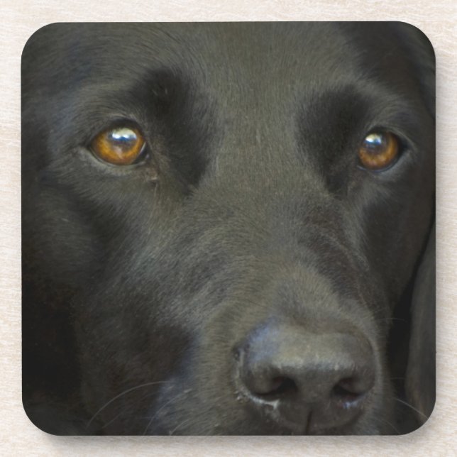 Schwarzer Labrador-Hund Getränkeuntersetzer (Vorderseite)