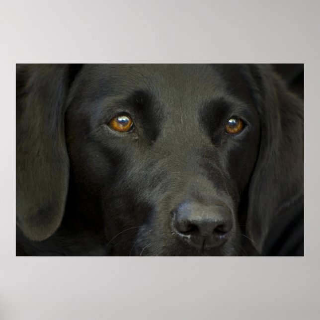 Schwarzer Labrador Hund Poster (Vorne)