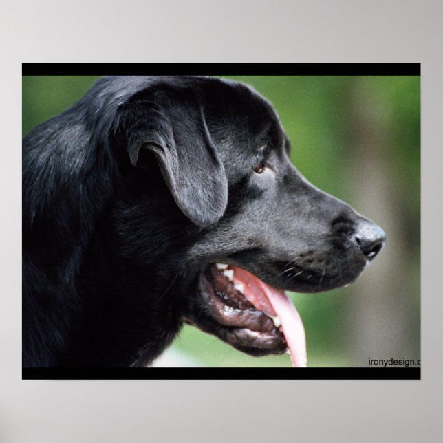 Schwarzer Labrador Hund Poster (Vorne)