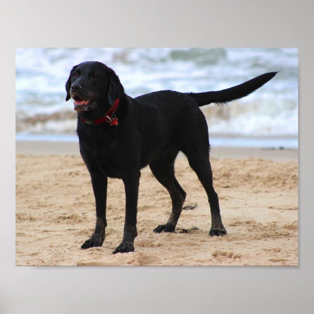Schwarzer Labrador Hund Poster (Vorne)